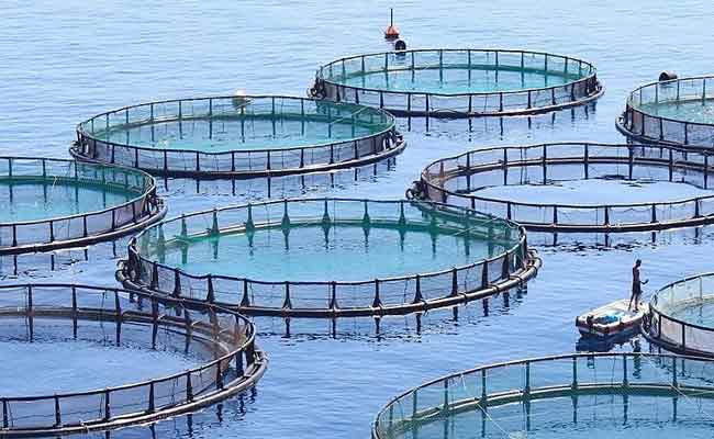 Global Fish Farming Market By Environment And By Region